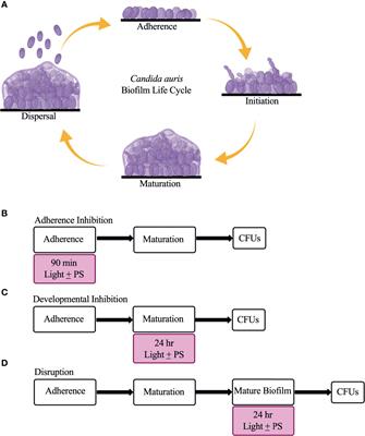 Photodynamic Therapy Is Effective Against Candida auris Biofilms